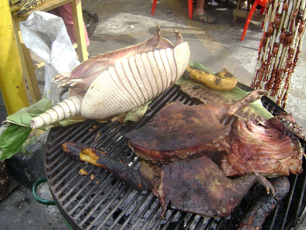 armadillo comida